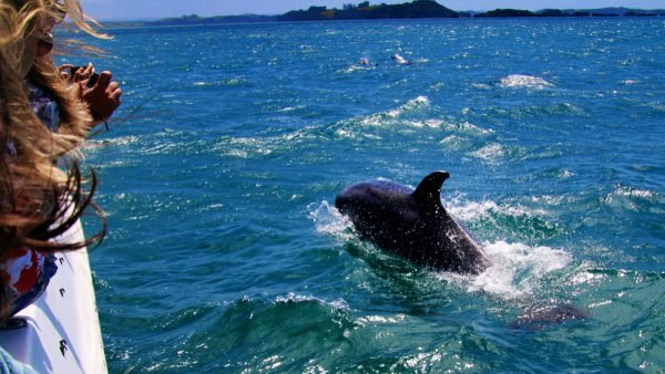 Dolphins Watching