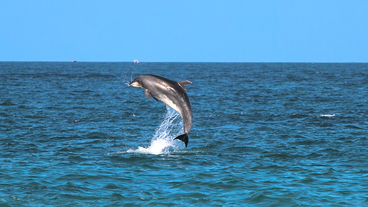 Dolphins Watching