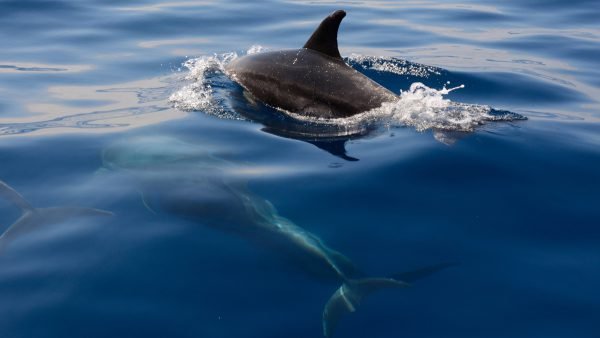 Dolphins Watching