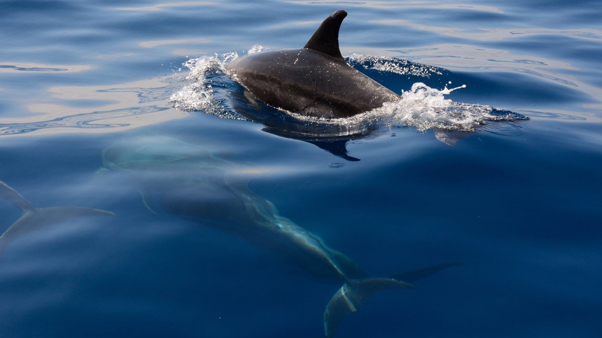 Dolphins Watching